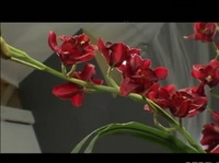 ����������� ������� ����� ������